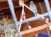 Female budgie