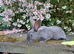 Purebred young English rabbits looking for good homes