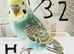 Baby Budgies available both sexes