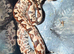 Varies adult royal (ball pythons) for sale
