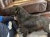 Jack Russell cross