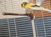 Singing Yellow Canary, Male.