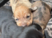 Beautiful baby puppies