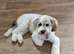 6 Month old Cockapoo