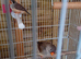 Zebra finches