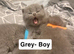 5 Blue British Shorthairs