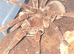 SAF Theraphosa Stirmi
