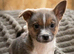 11 week old male pomchi