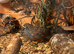 Laying pairs, trio&rsquo;s, chicks, hatching eggs