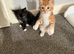 2 kittens for sale