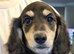 Last Wonderful KC Registered Miniature Longhaired Dachshund Puppy