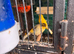 Canary for sale