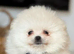 snow-white Pomeranians READY TO GO
