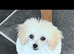 Toy poodle female