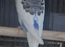 2 young male budgies for sale