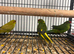 Stunning Various Baby Green Kakarikis