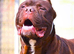North American mastiff
