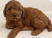 Beautiful cockapoo pups