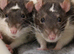 rats any type or colour