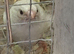 Pair of zebra finches & 3 babies