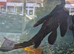 Fish for sale