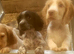 Kc cocker spaniel puppies