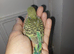Hand reared tame budgie