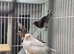 Bengalese finches