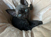 Devon Rex kittens