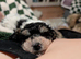 Stunning male toy parti poodle!