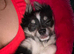 Beautiful Long-Haired Blue & White Chihuahua &ndash; 18 Months Old