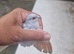 Pair of diamond dove