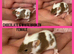 Fancy mice