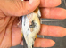 2025 goldfinch male very fit and healthy