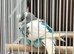 Young male budgies