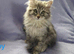 Siberian Kittens (Not Registered)