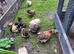 Pekins