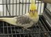 2 cockatiel