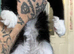 We have 8 LET TWO BOYS STILL AVAILABLE gorgeous Maine coon kittens for re homing