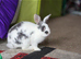 Bunny to a good home