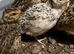 3 week quails off heat