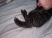 Beautiful mixed kittens for sale