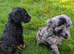 Toy cockapoo f2b puppies
