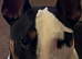 English bull terrier male