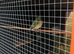 Pair gouldion finches