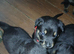 Shepweiler pups