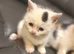 Kittens