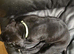 Last Female Cane Corso