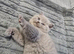 Last 2 Pedigree British Shorthair kittens left