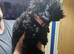 Female westiepoo